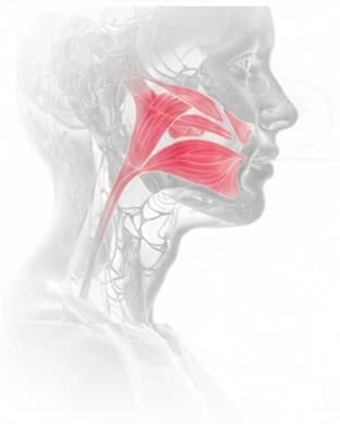 Anatomical illustration highlighting the facial and jaw muscles used in speech articulation